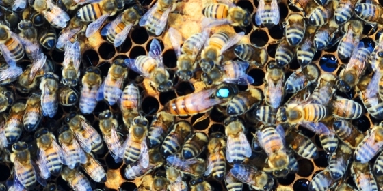 PROMOTEUR IMMOBILIER PROCHE DES HOMMES ET DES ABEILLES